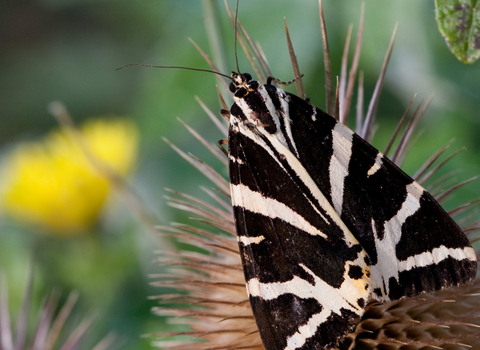 jersey tiger moth