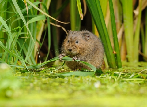 water vole wildlife trust